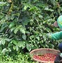 Vùng Trồng Cà Phê Arabica